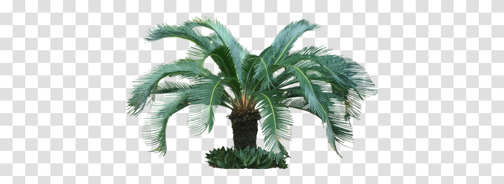 Cycas Palm Plant Tropical Tree, Palm Tree, Arecaceae, Leaf, Bird Transparent Png
