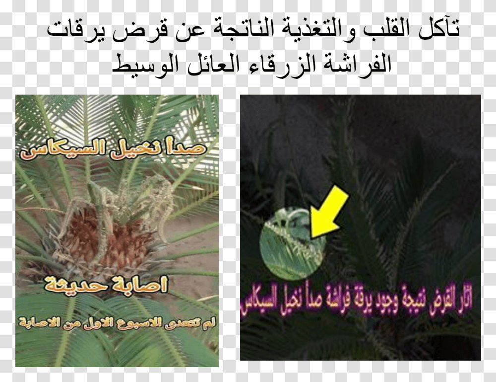Cycas Revoluta Rust Symptoms Plantation, Collage, Poster, Advertisement, Vegetation Transparent Png