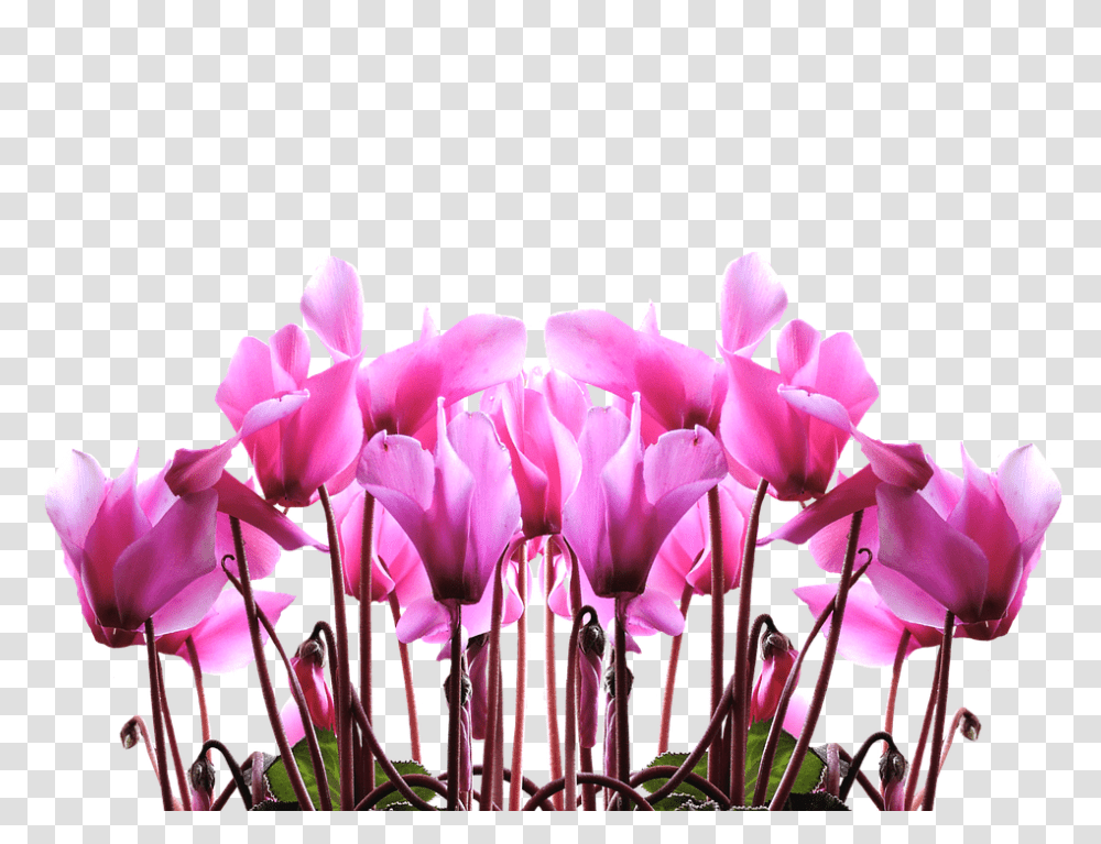 Cyclamen 960, Flower, Plant, Blossom, Tulip Transparent Png