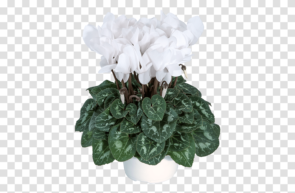 Cyclamen, Plant, Flower, Blossom, Geranium Transparent Png