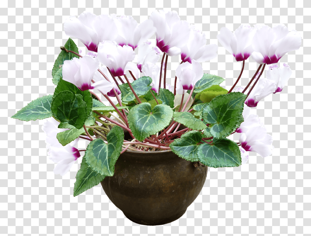 Cyclamen White Pot Plant Flower Pot Without Background, Blossom, Flower Arrangement, Geranium, Flower Bouquet Transparent Png
