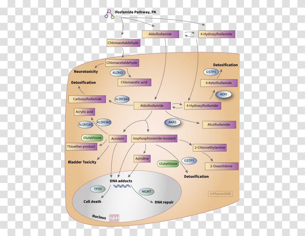 Cyclophosphamide Mechanism Of Action In Breast Cancer, Diagram, Plot, Menu Transparent Png