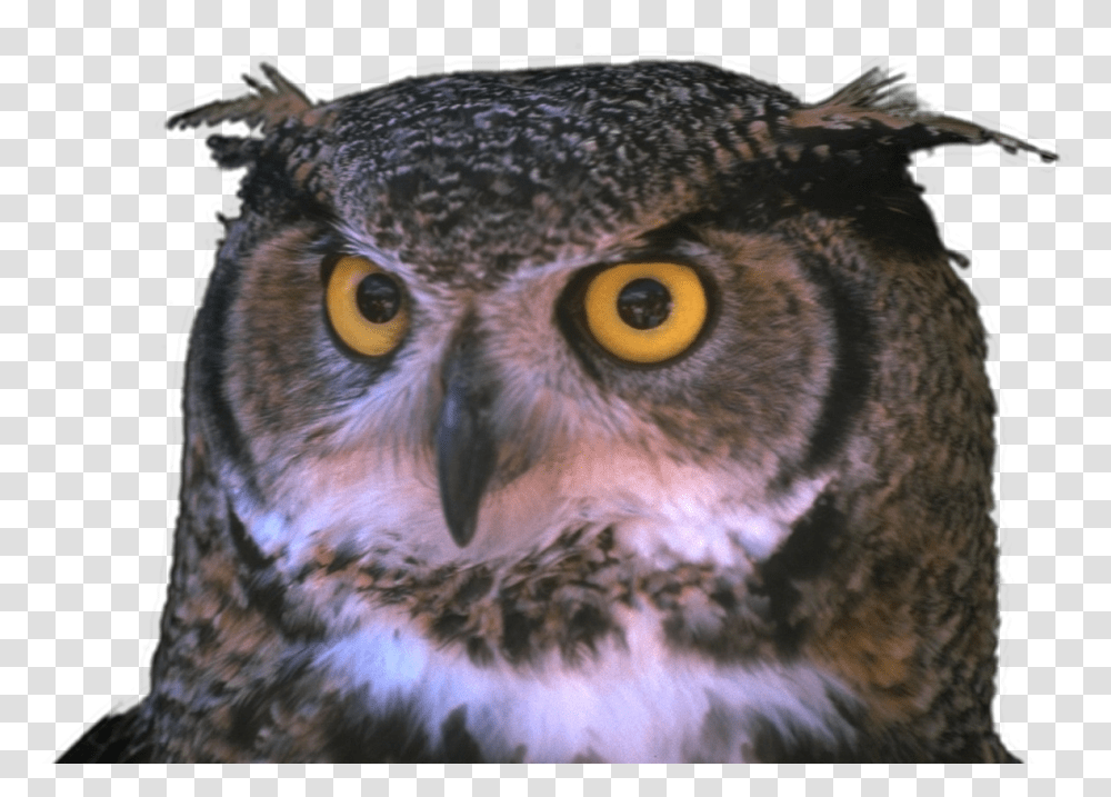 Cyclops Animals, Owl, Bird, Chicken, Poultry Transparent Png