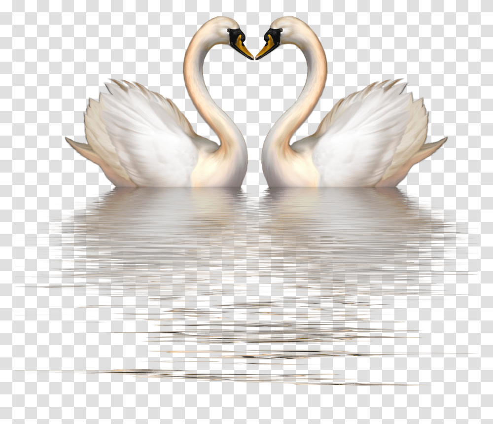Cygnini Bird Clip Art Swan Heart Clipart, Animal, Outdoors, Water, Ripple Transparent Png
