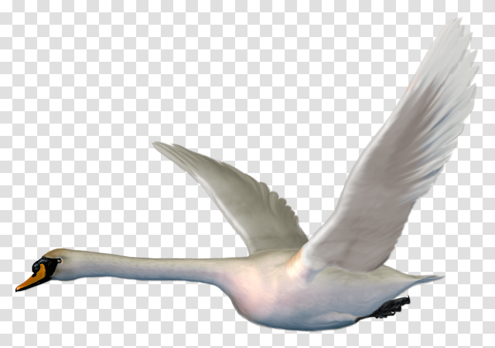 Cygnini Bird Goose Duck The Magic Swan Geese Flying, Animal, Beak, Waterfowl, Anseriformes Transparent Png