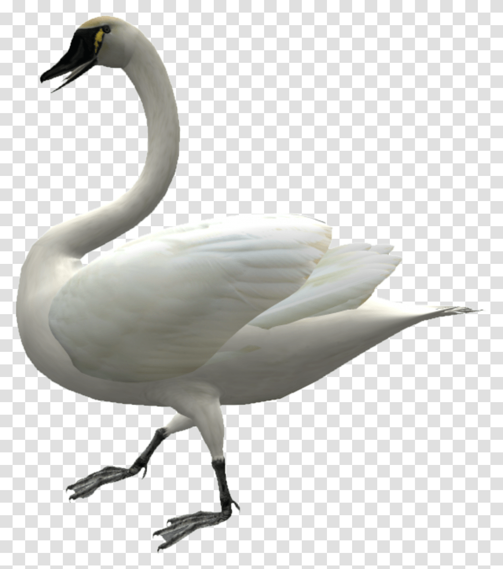 Cygnini Domestic Goose Duck Swans, Bird, Animal, Anseriformes, Waterfowl Transparent Png