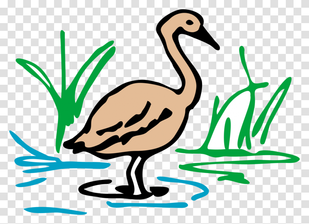 Cygnini Download Drawing Document, Bird, Animal, Waterfowl, Anseriformes Transparent Png