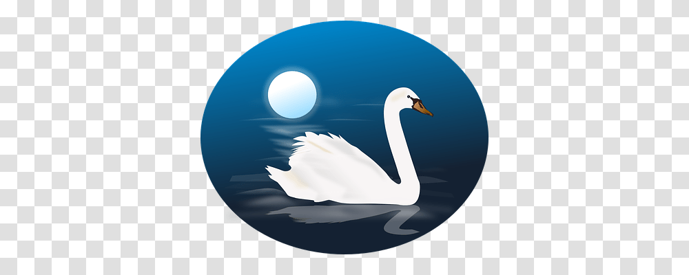 Cygnus Nature, Swan, Bird, Animal Transparent Png