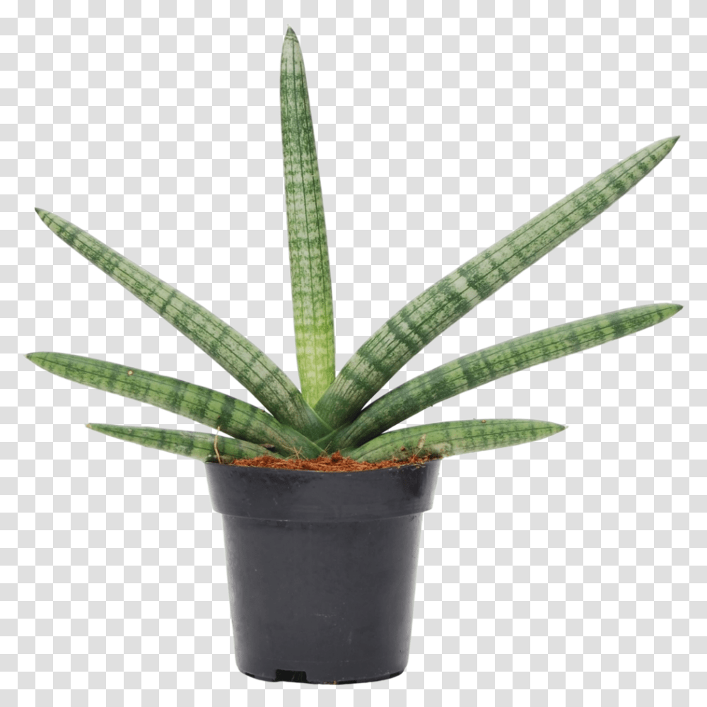 Cylindrica 'boncel' Sansevieria Cylindrica, Aloe, Plant Transparent Png