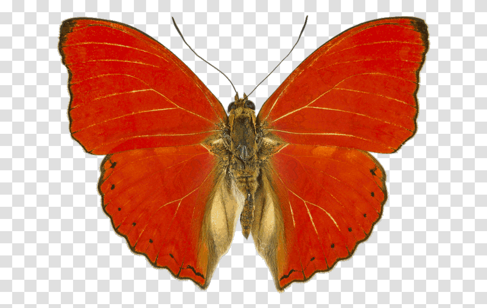 Cymothoe Sangaris, Butterfly, Insect, Invertebrate, Animal Transparent Png