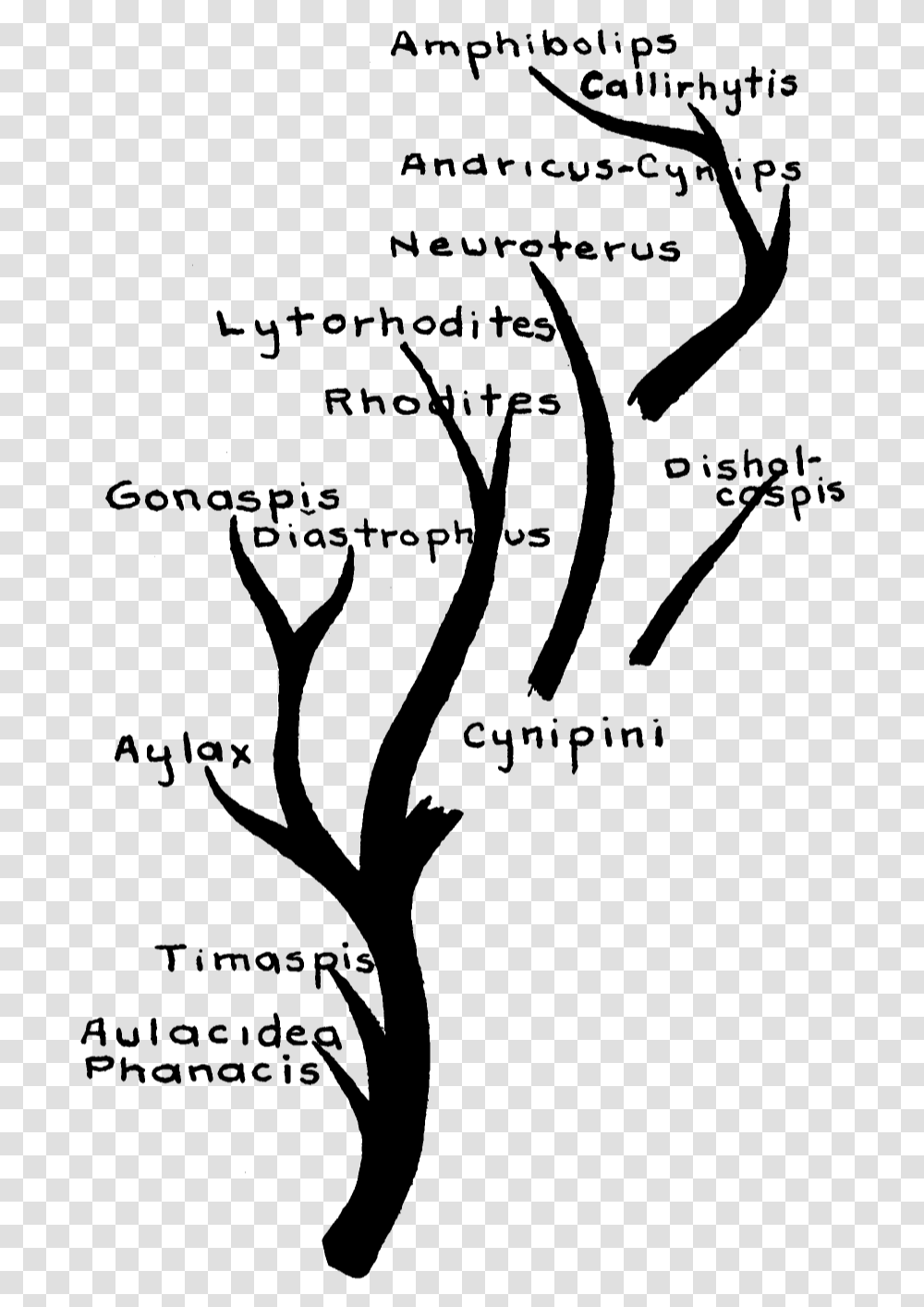 Cynipidae Family Tree Family Tree File, Gray, World Of Warcraft Transparent Png