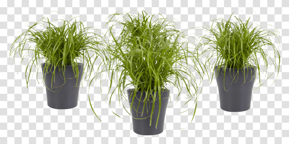 Cyperus Alternifolius Cyperus Alternifolius, Plant, Vase, Jar, Pottery Transparent Png