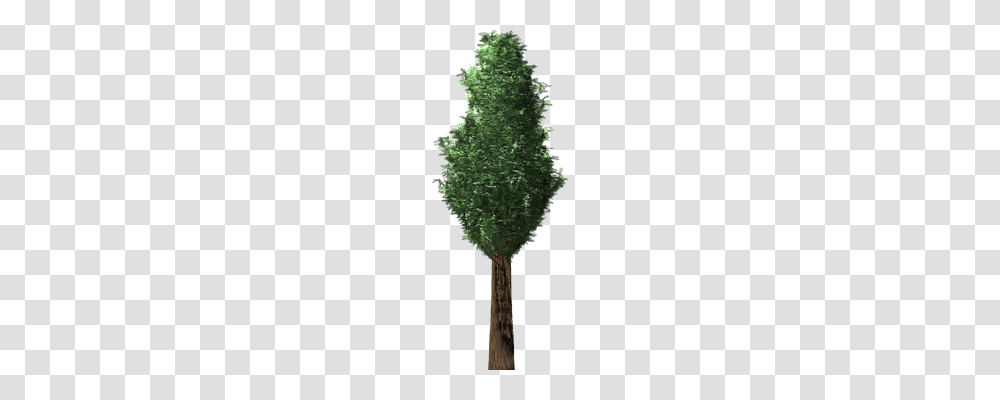 Cypress Nature, Plant, Moss, Vegetation Transparent Png