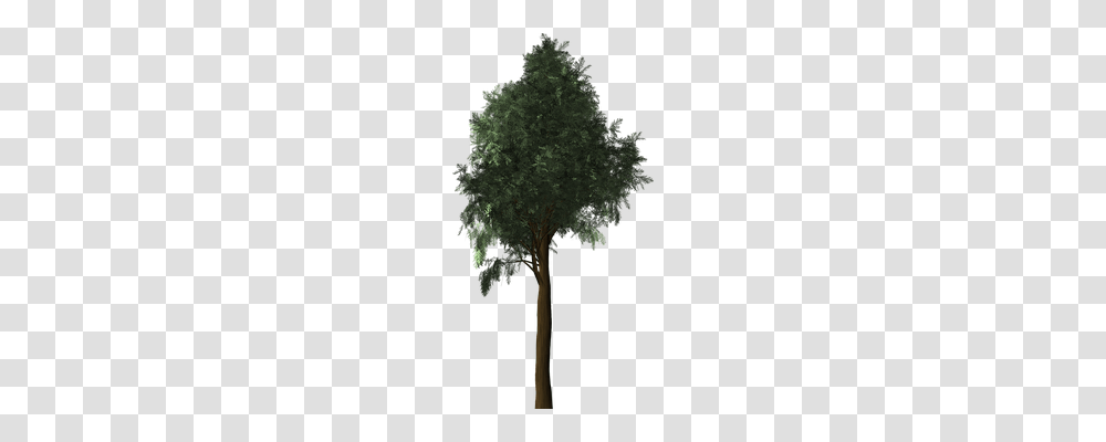Cypress Nature, Tree, Plant, Vegetation Transparent Png