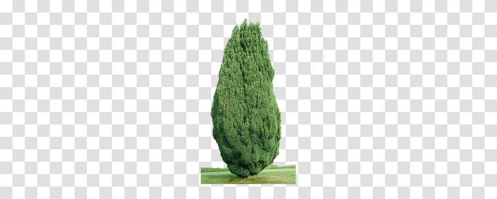 Cypress Nature, Plant, Vegetation, Tree Transparent Png