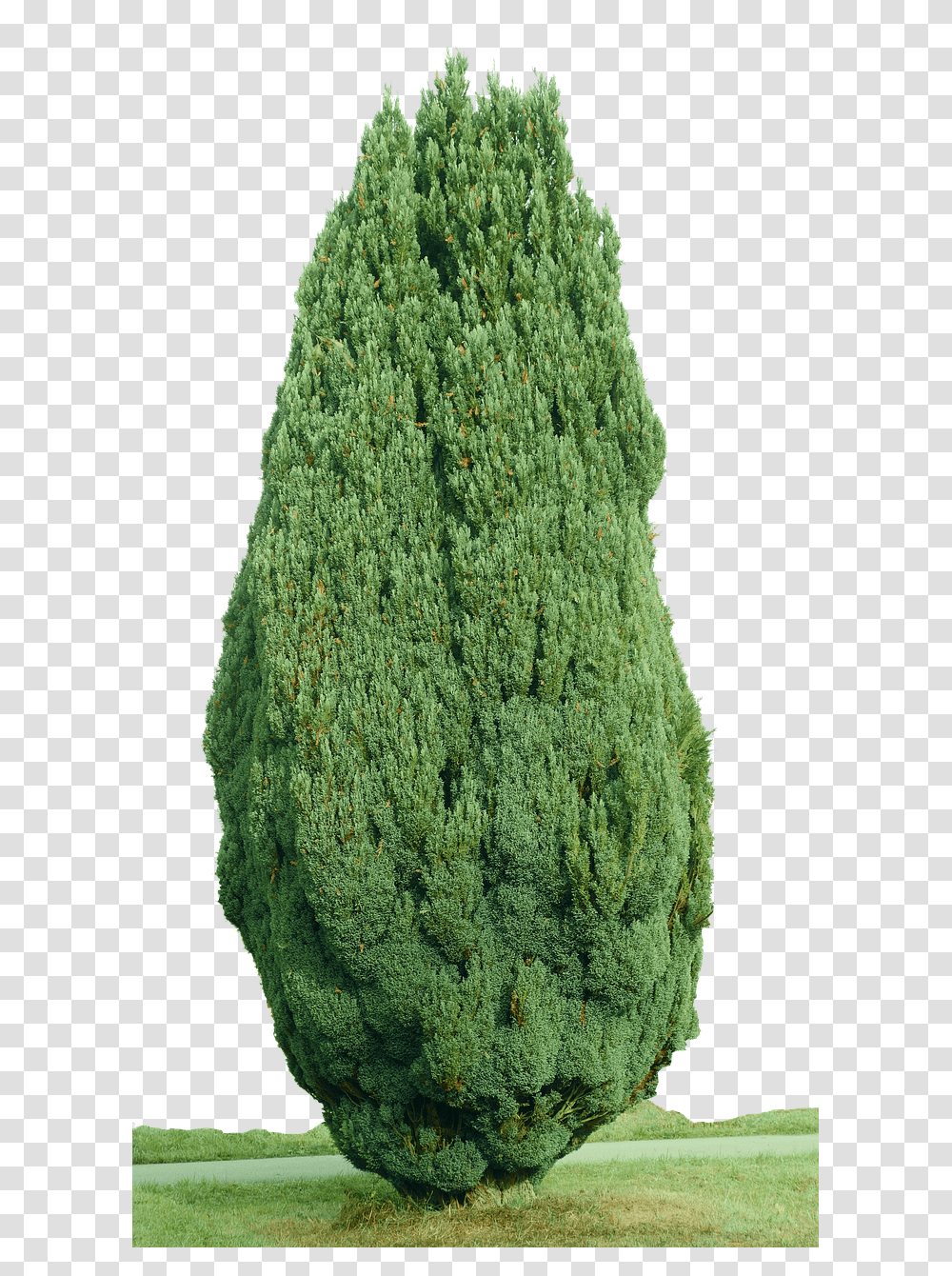 Cypress Nature, Tree, Plant, Conifer Transparent Png