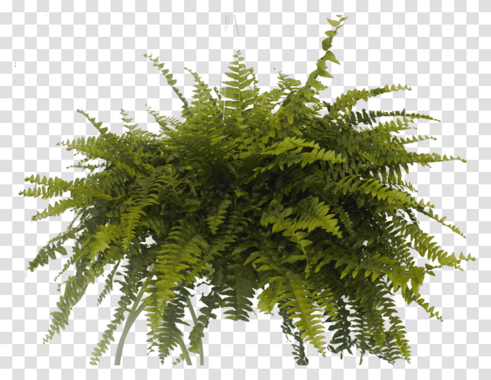 Cypress Family, Plant, Fern, Bush, Vegetation Transparent Png