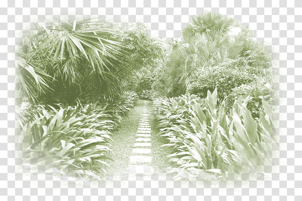 Cypress Family, Vegetation, Plant, Outdoors, Garden Transparent Png