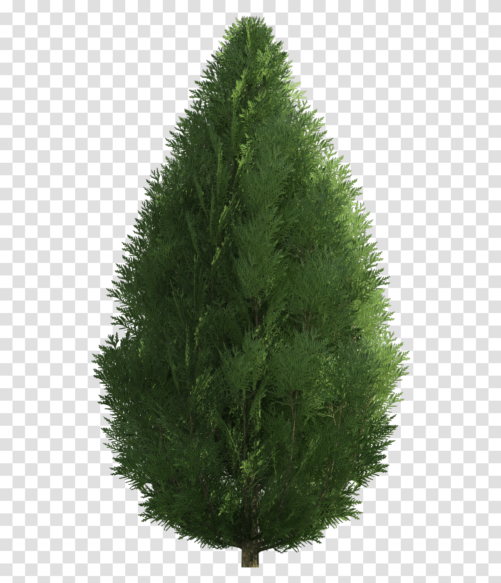 Cypress Juniperus Chinensis Tree, Plant, Pine, Ornament, Fir Transparent Png