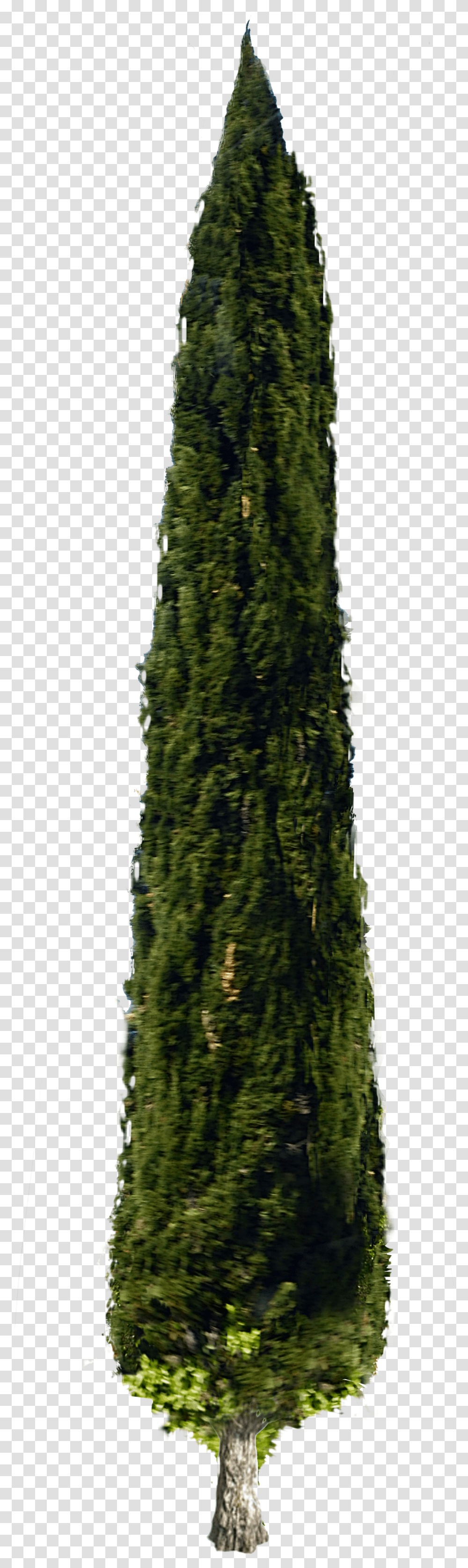 Cypress Pine Tree Transparent Png