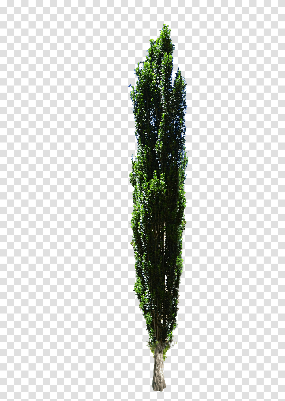 Cypress Tree Christmas Lighted Swags, Plant, Vegetation, Moss, Outdoors Transparent Png