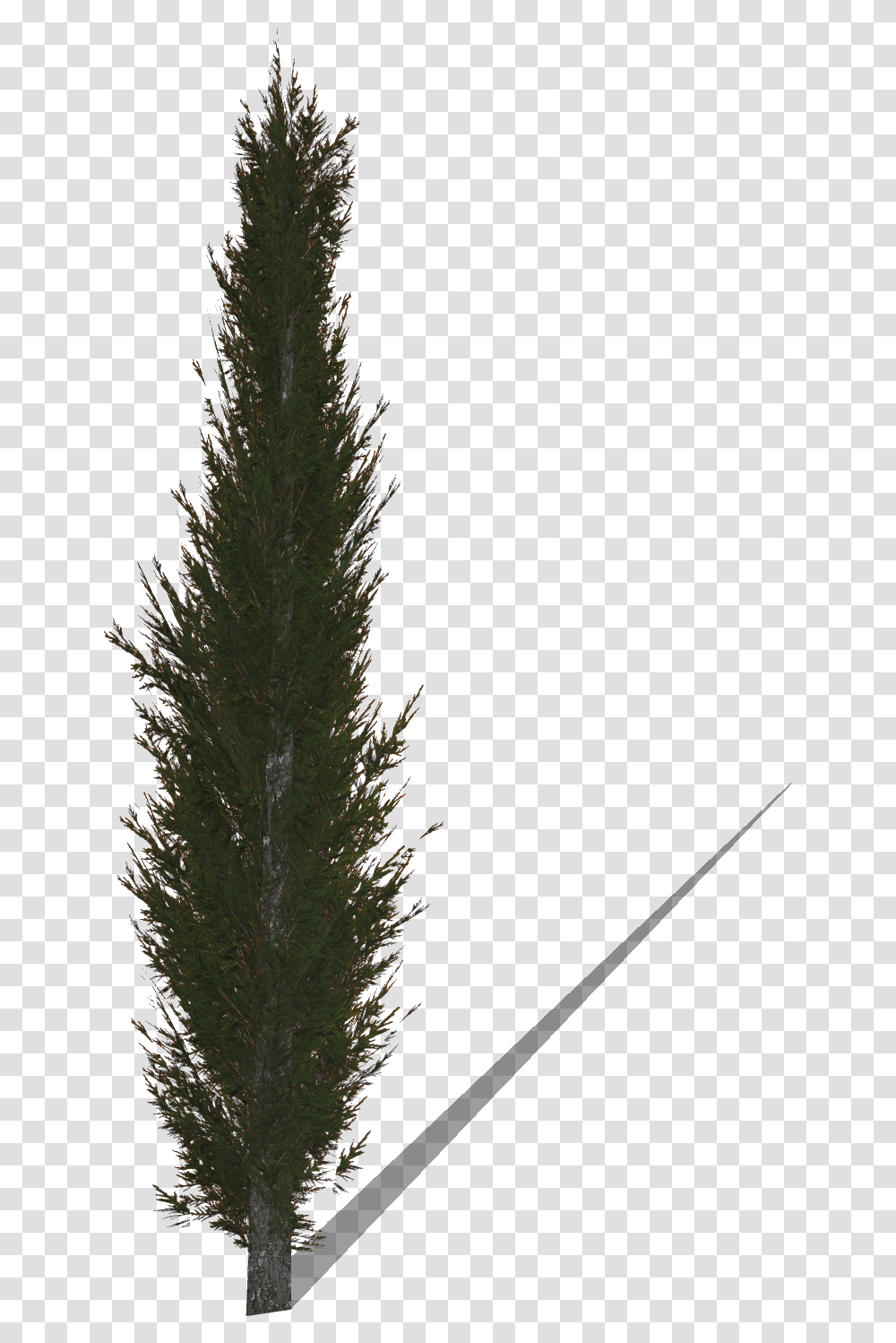 Cypress Tree Cypress Tree, Plant, Fir, Conifer, Nature Transparent Png