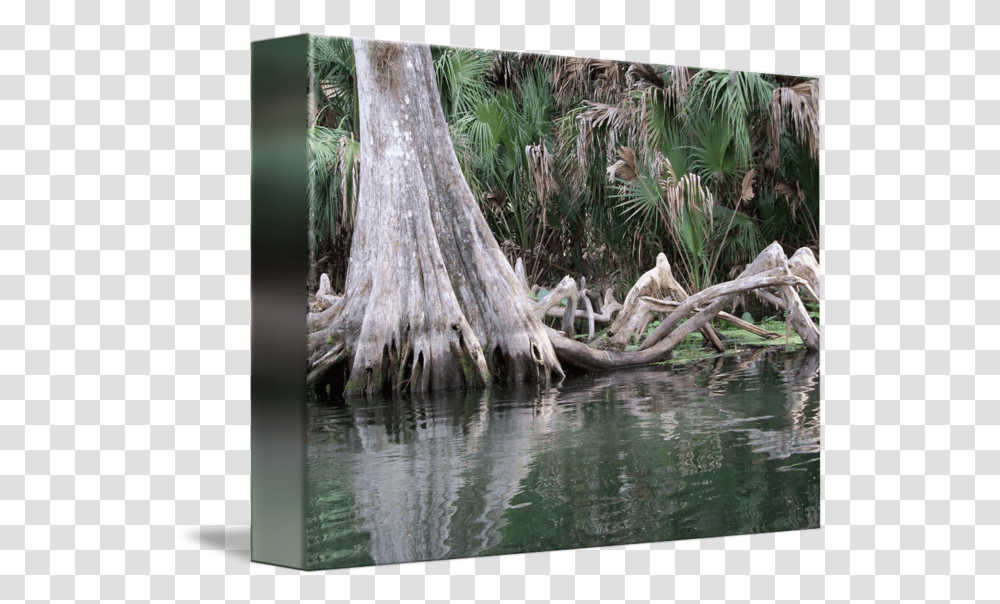 Cypress Tree Knees Reflected In The River By Norma Stamp, Land, Outdoors, Nature, Water Transparent Png