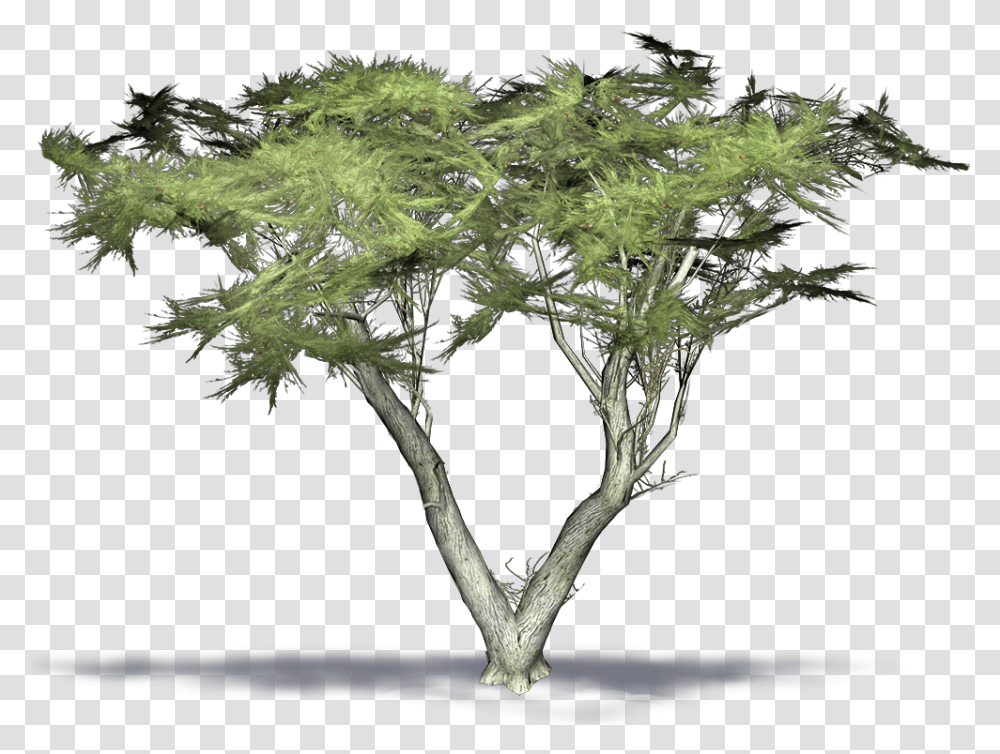 Cypress Tree Monterey Cypress 3d Model, Plant, Potted Plant, Vase, Jar Transparent Png