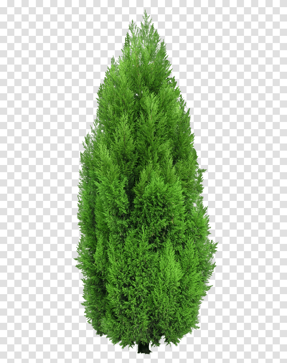 Cypress Tree, Plant, Moss, Pine, Fir Transparent Png