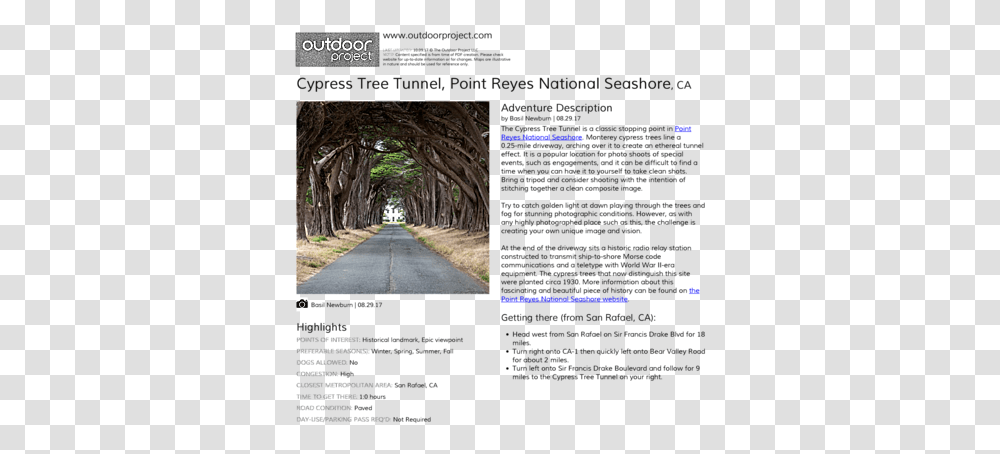 Cypress Tree Tunnel Outdoor Project Tree, Road, Outdoors, Plant, Urban Transparent Png