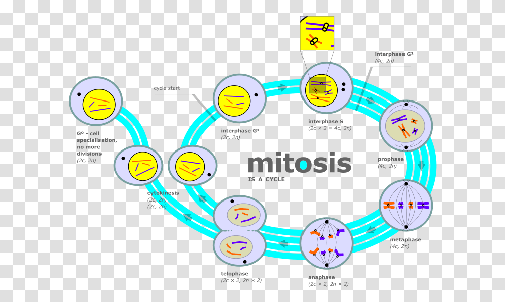 Cytokinesis Drawing Animal Cell Diagram, Network, Flyer, Poster, Paper Transparent Png