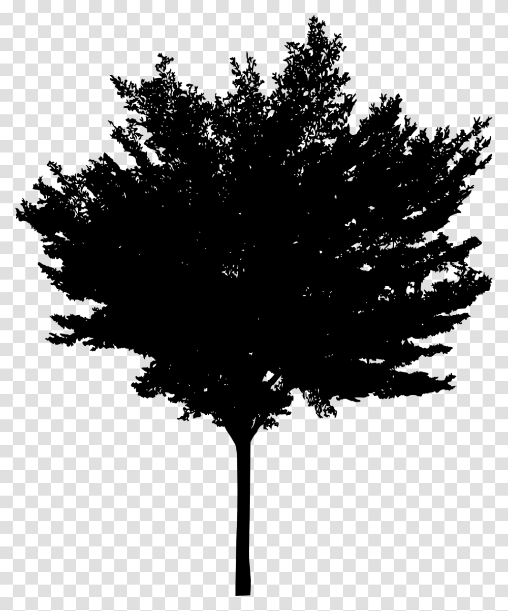 Czarne Drzewo Na Biaym Tle, Tree, Plant, Silhouette, Maple Transparent Png