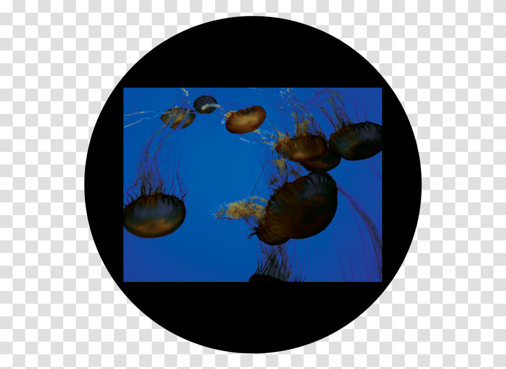 D Antonakos Jellyfish Jellyfish Download, Sea Life, Animal, Invertebrate Transparent Png
