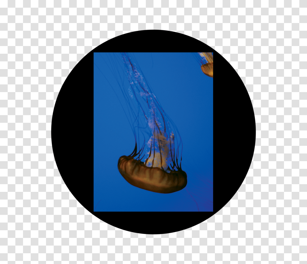 D Antonakos, Sea Life, Animal, Invertebrate, Jellyfish Transparent Png