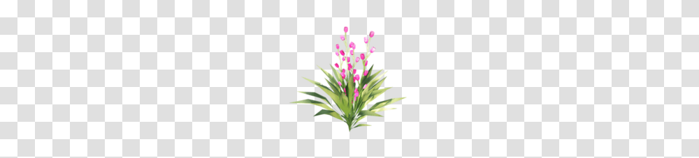 D Na Iandeks Fotkakh Fairy, Plant, Flower, Blossom, Tree Transparent Png