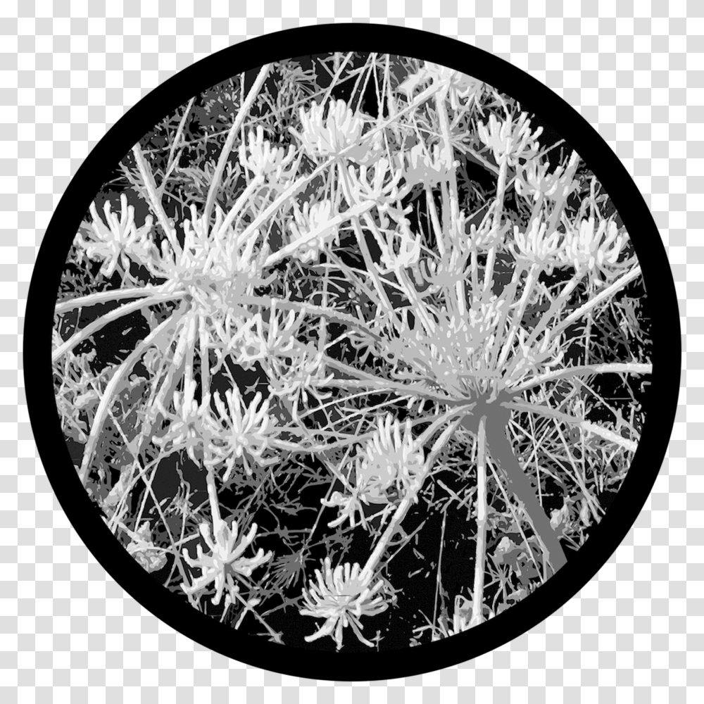 D Thomas Sage Frost Hedgehog Cactus, Plant, Chandelier, Lamp, Flower Transparent Png