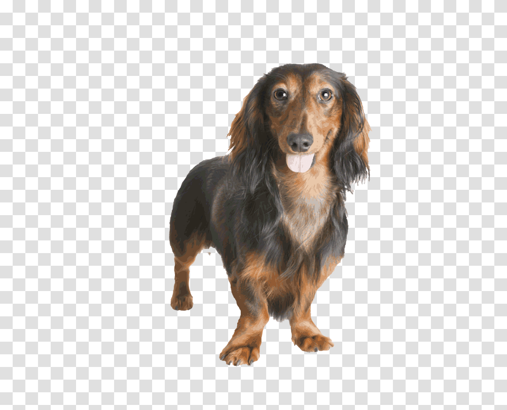 Dachshund, Animals, Dog, Pet, Canine Transparent Png