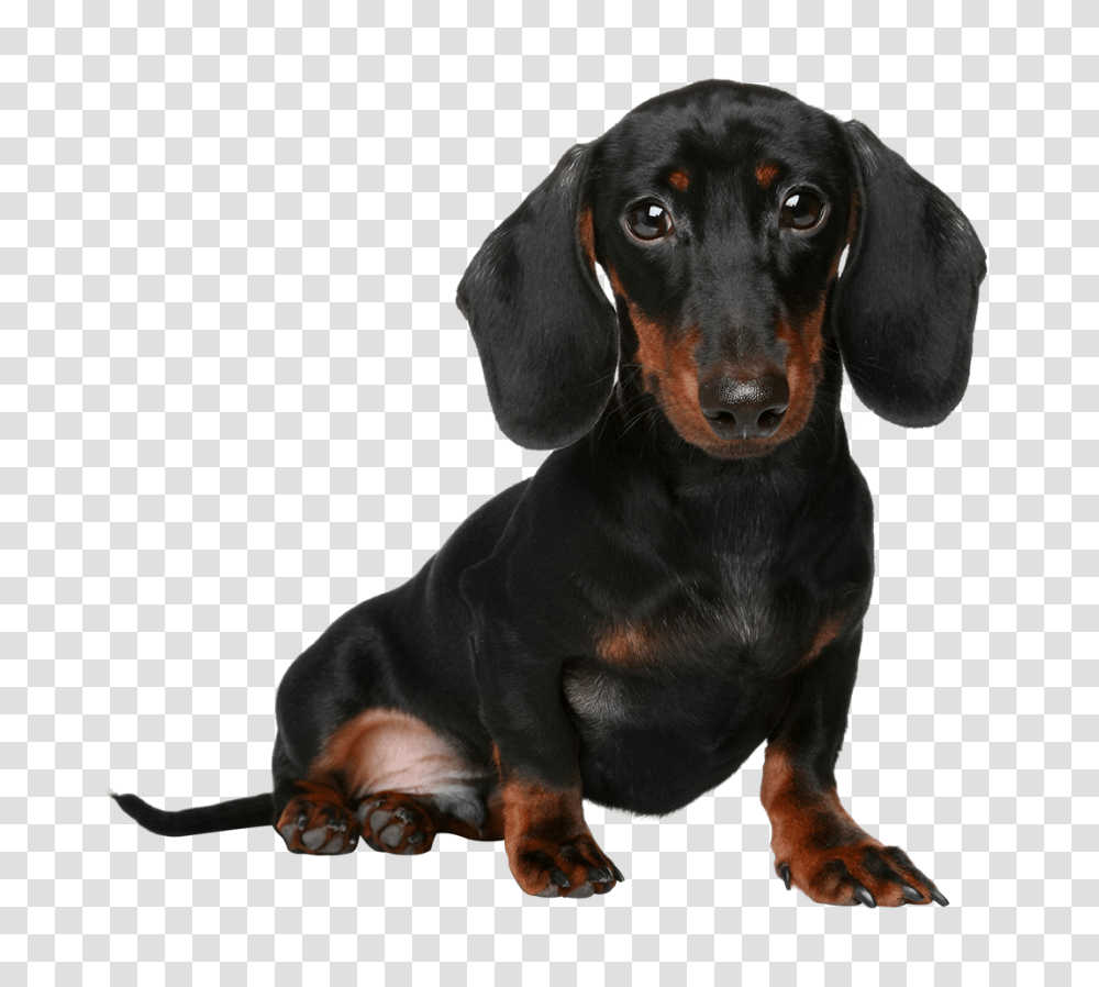 Dachshund, Animals, Dog, Pet, Canine Transparent Png