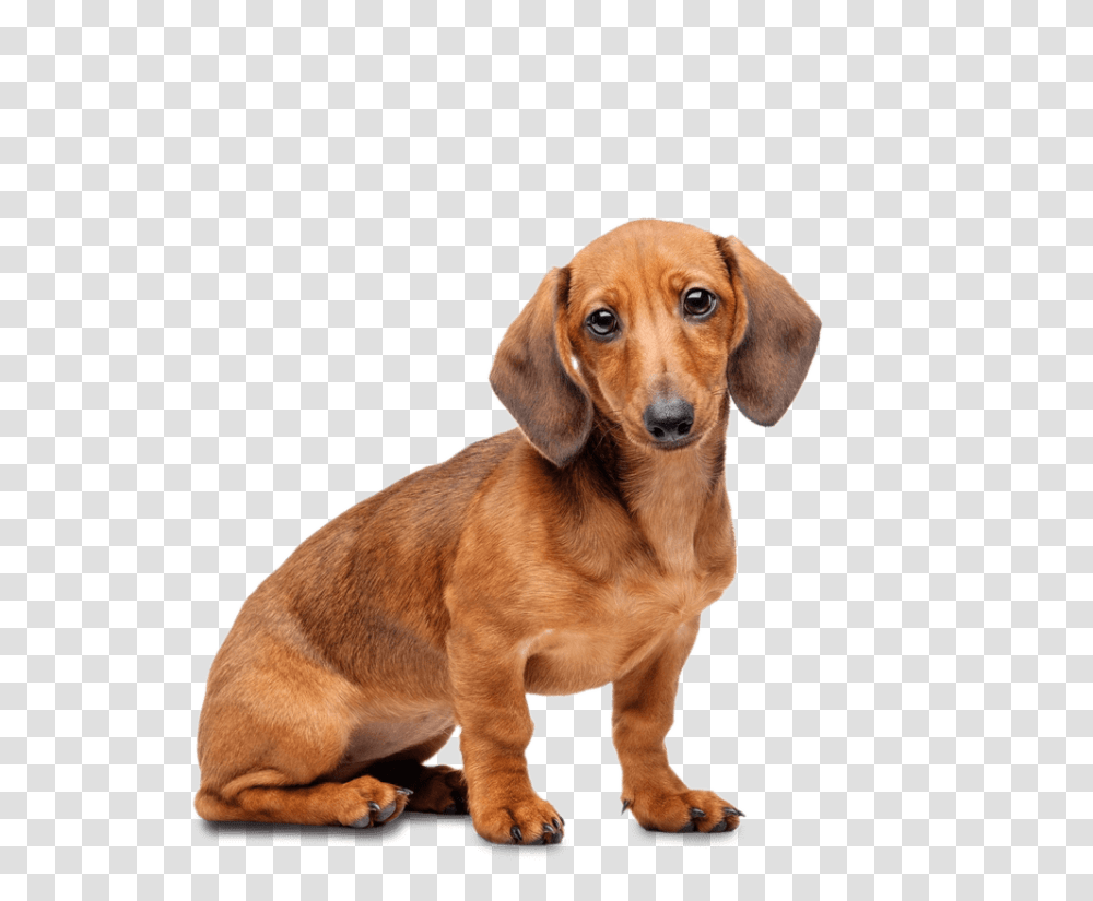 Dachshund, Animals, Dog, Pet, Canine Transparent Png