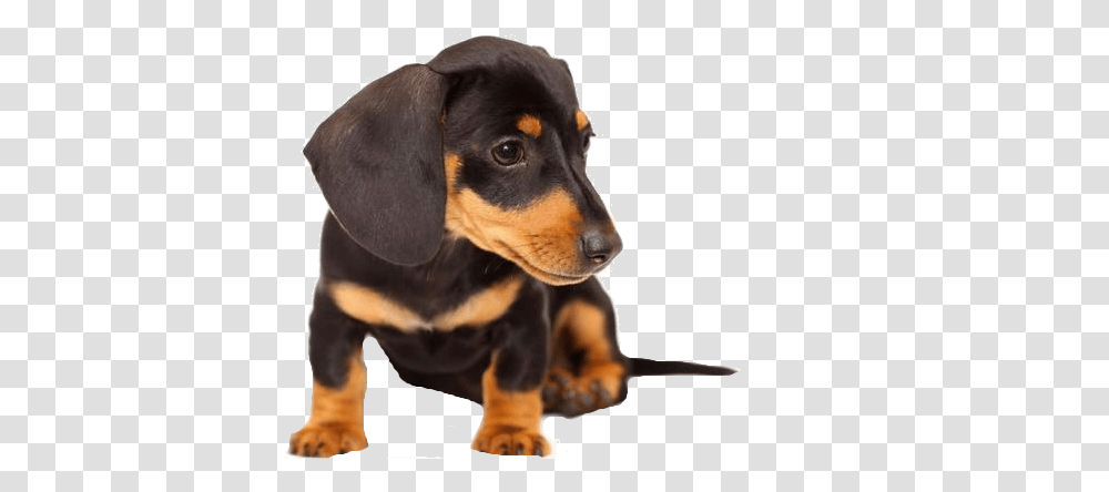 Dachshund, Animals, Hound, Dog, Pet Transparent Png