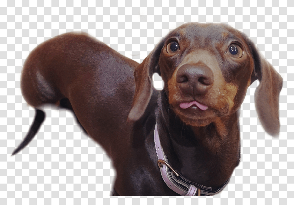 Dachshund Blep Dog Dogsofpicsart Sausage Sausagedog Companion Dog, Hound, Pet, Canine, Animal Transparent Png