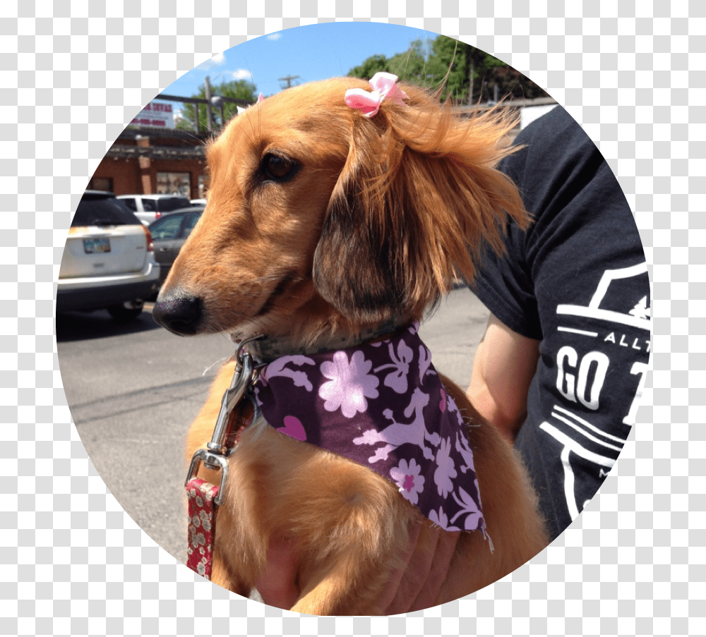 Dachshund Companion Dog, Car, Pet, Canine, Animal Transparent Png