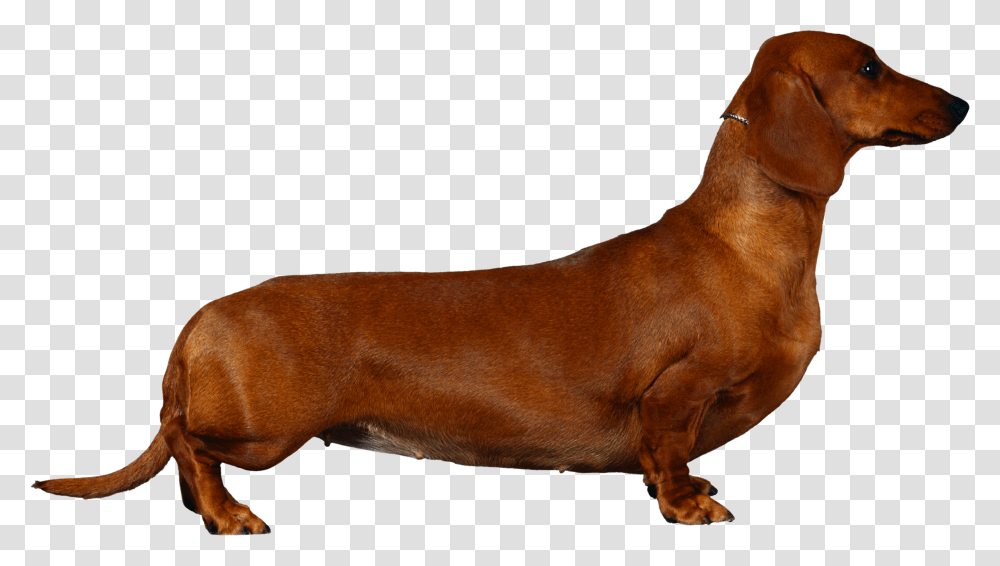 Dachshund Dachshund Cocker Spaniel, Dog, Pet, Canine, Animal Transparent Png
