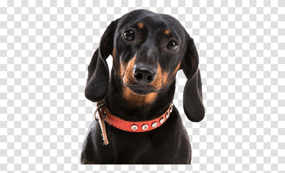 Dachshund Dachshund, Dog, Pet, Canine, Animal Transparent Png