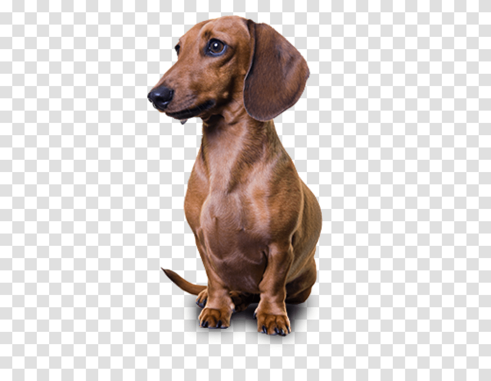 Dachshund Dachshund, Dog, Pet, Canine, Animal Transparent Png