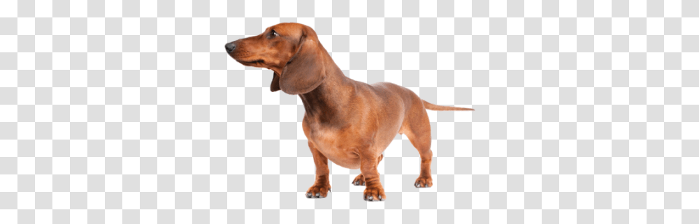 Dachshund Dlpngcom, Dog, Pet, Canine, Animal Transparent Png