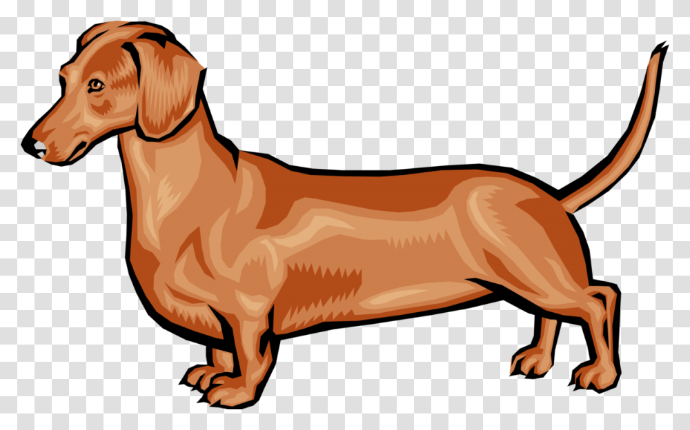 Dachshund Dog, Animal, Mammal, Canine, Pet Transparent Png