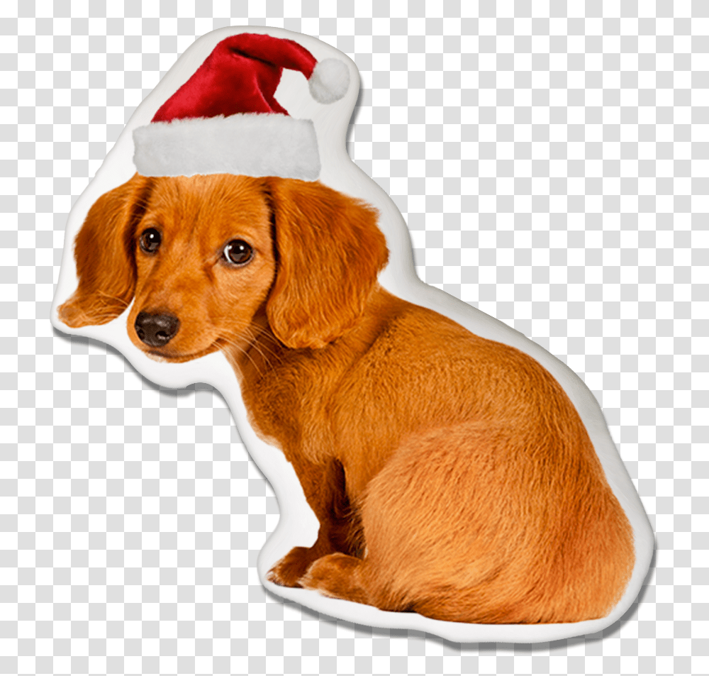 Dachshund Dog Christmas Pillow Worried Dog, Pet, Canine, Animal, Mammal Transparent Png