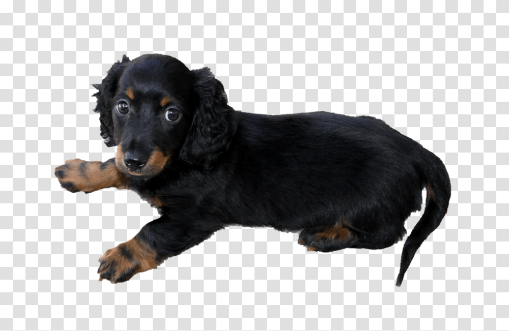 Dachshund Dog Dachshund Dog Images, Pet, Canine, Animal, Mammal Transparent Png