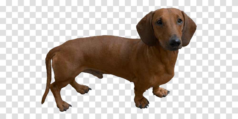 Dachshund Dog Like Hot Dog, Pet, Animal, Canine, Mammal Transparent Png